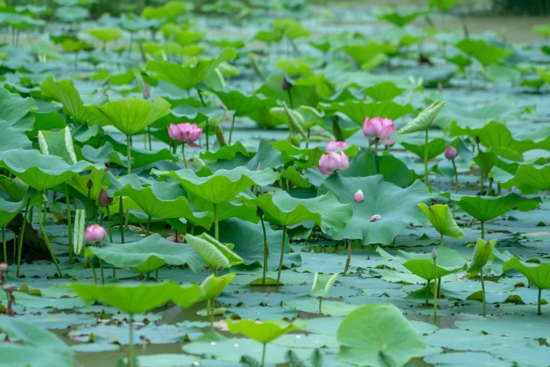 请您到青神来赏荷 | 竹林湿地公园荷花已盛放！