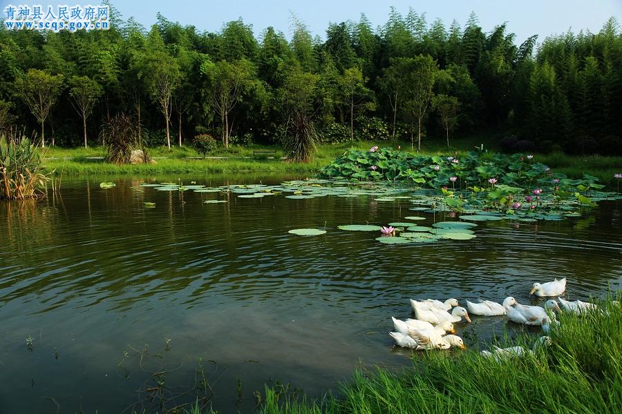 青神湿地美景
