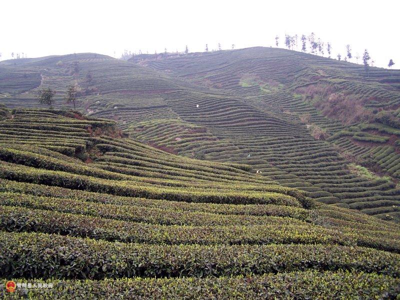 青神茶叶